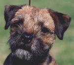 Border Terrier Webring