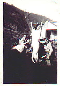 Uncle Commodore and unidentified others butchering hogs