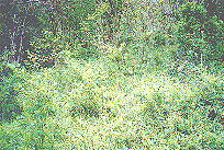 Perry Cyphers' Unmarked Grave