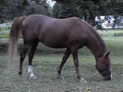 MD MGADAR PHOENIX