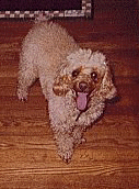 cliffordweb.gif (21759 bytes)