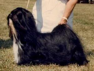 affirmativeaction2.jpg (13843 bytes)