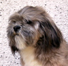 brady1.jpg (16474 bytes)
