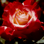 Double Delight, 1977 AARS winner
