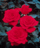 Flame Rose