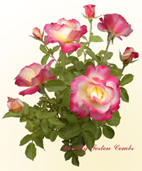 RosesRosesRoses