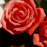 Tropicana, 1963 AARS winner