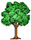 tree17
