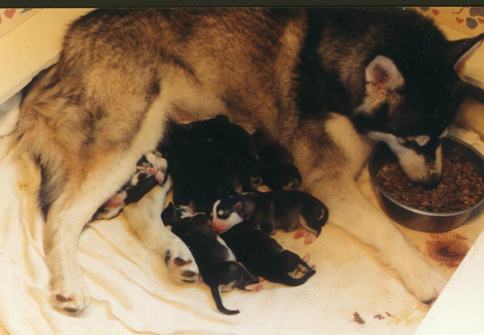 pup2.jpg