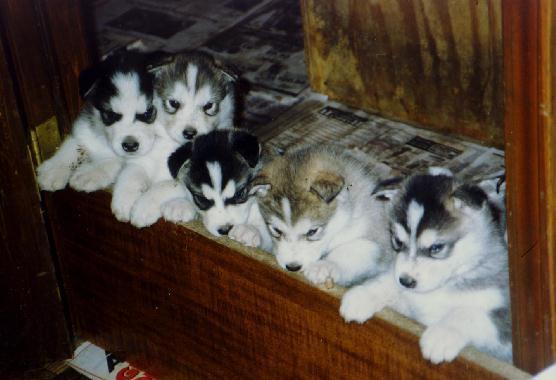pup3.jpg