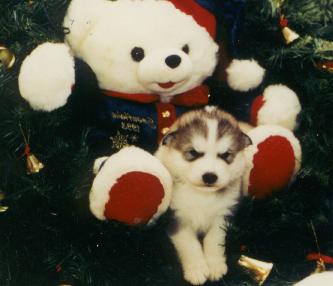 pup4.jpg
