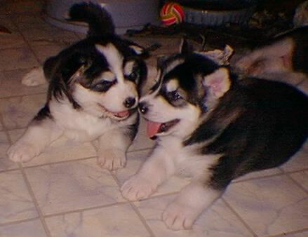puppy.jpg