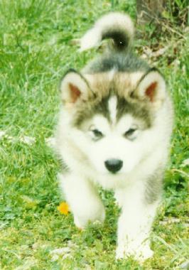 puppy1.jpg