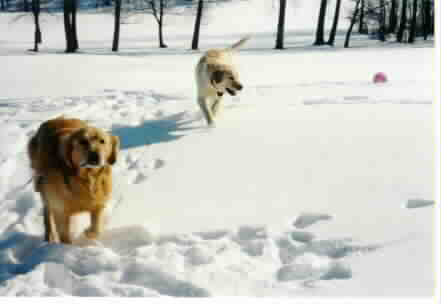 My Golden Retriever friend Cody