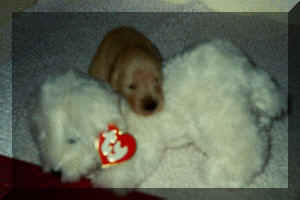 pup & stuffie