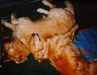 Smiley & Josh sleeping