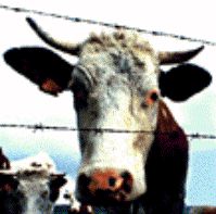 cow #1 (12k)