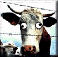 cow #2 (12k)