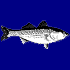 Fish  /  Poisson