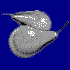 Pears  /  Poires