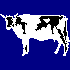 Cow  /  Vache