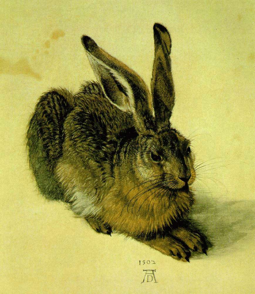 Durer-Hare
