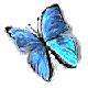 [butterfly]