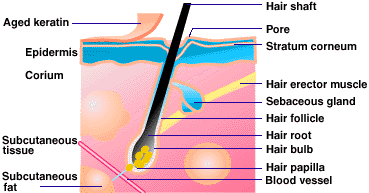hairskin.gif
