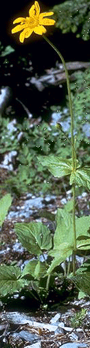 arnica 3