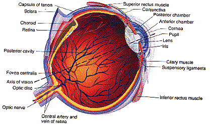 �� eye