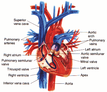 ��Ŧ heart