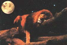 Durmiendo como un Le�n - �