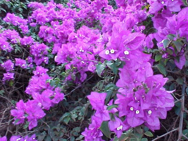 Bouganvilla Flowers