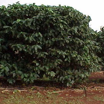 Coffee Plants