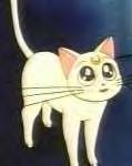 My Cat Artemis