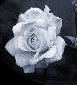 rosagris.GIF (6643 bytes)