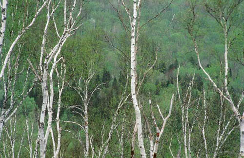 birch