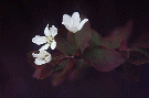 blossom