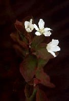 blossom