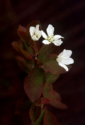 blossom