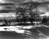 Icy Trees