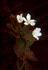 Blossom