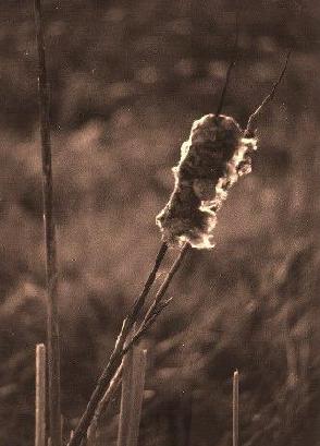 cat tail