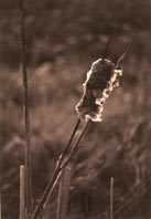 cat tail
