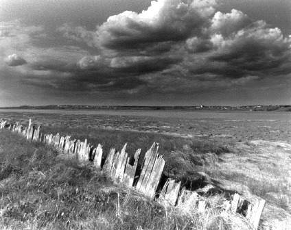Salt Marsh - Hillsborough