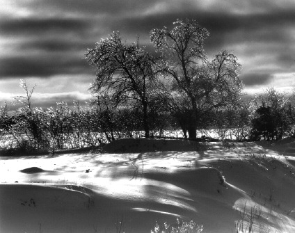 Icy Trees