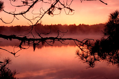 pine point