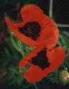 poppies