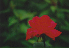 rose