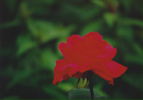 rose